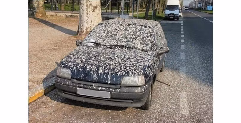 Bị dính một bãi phân chim trên xe đã là thảm họa nhưng chiếc xe này còn lâm vào tình trạng kinh khủng hơn thế.