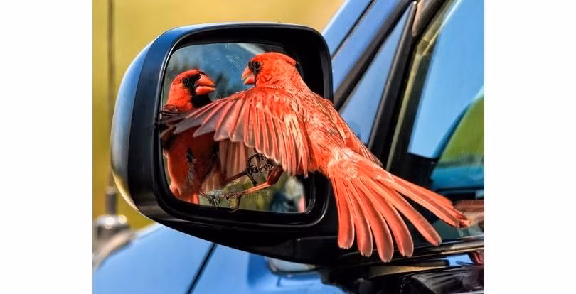 Soi gương cũng không nhất thiết phải cào nát cả mặt gương như chú chim đỏ này.