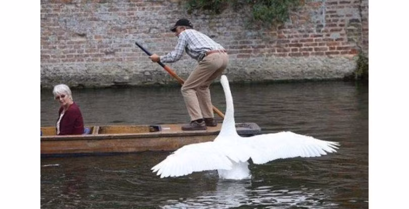 Thiên nga cũng có thể trở thành một kẻ khủng bố.