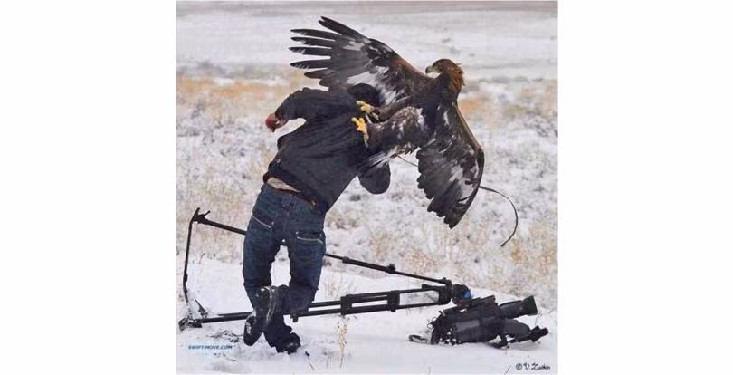 Nhiếp ảnh gia đang tác nghiệp thì bất ngờ bị một con đại bàng lao xuống bấu lấy áo.