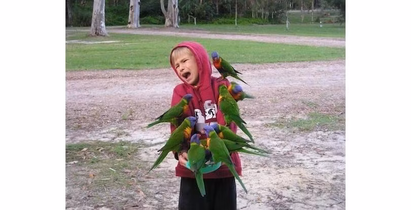 Em bé khóc thét vì bị cả đàn vẹt bao vây.