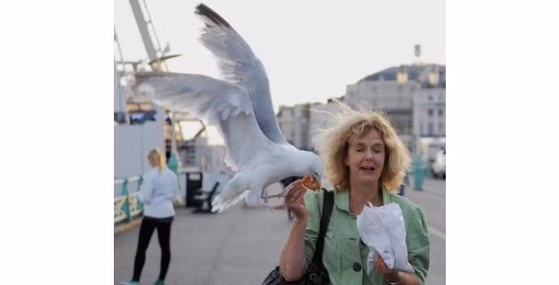 Một du khách đang đi dạo thì bất ngờ bị một con chim lao xuống cướp mất miếng bánh cầm ngay trên tay. Cô không biết làm gì ngoài việc nhắm tịt mắt lại. Chim tấn công người gây ra khá nhiều tình huống bất ngờ.