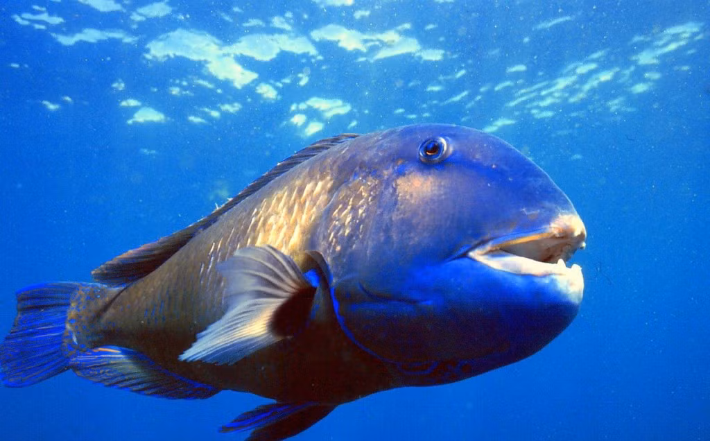 Cá vẹt lam trông y như một anh hề trong thế giới cá.