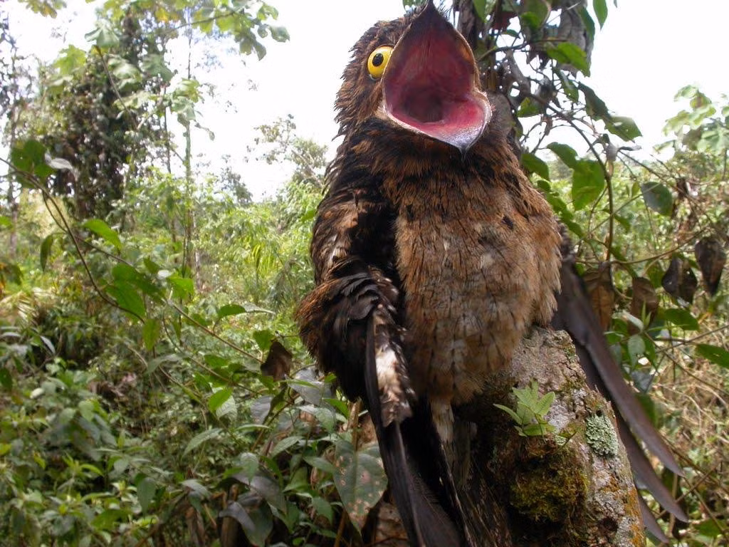 Chim Potoo chủ yếu sống ở nửa phía Bắc của Nam Phi. Chúng có mỏ to và đôi mắt lớn, hỗ trợ cho việc săn mồi vào ban đêm. Những cảm xúc thường trực trên gương mặt trông như thể chúng vừa nhìn thấy một điều gì đó rất đáng sợ, hoặc phải đang vô cùng tuyệt vọng.