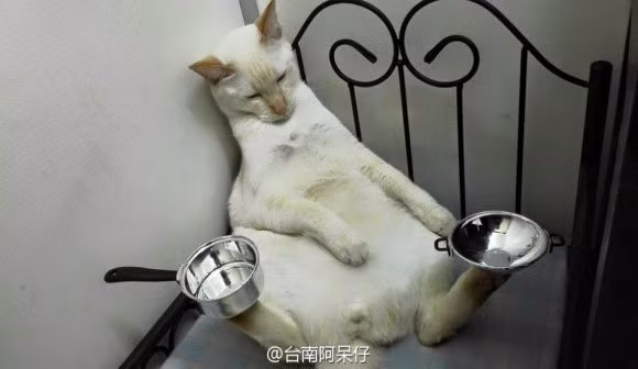 Chỉ bằng hai chân sau, con mèo có thể khéo léo giữ mọi thứ thăng bằng.