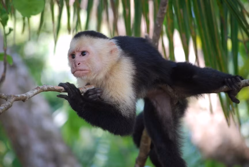 Có sự thực bất ngờ ít ai biết đến là loài khỉ cũng biết đếm.