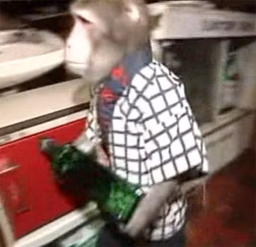 Ở Nhật Bản có một nhà hàng “thuê” khỉ làm phục vụ bàn.