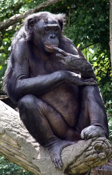 Khỉ Bonobo rất gần gũi với loài người về mặt di truyền học và chúng là loài lưỡng tính.