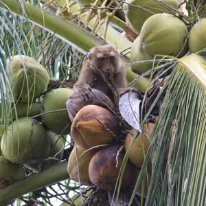 Tại các đồn điền ở Malaysia và Thái Lan, người ta huấn luyện và “thuê” những chú khỉ để thu hoạch dừa.