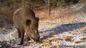 Thiên nhiên dường như đang quay lại vòng tuần hoàn của nó.