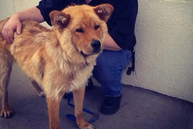 Có vẻ chú chó này đang nỗ lực để trở thành một con gấu nâu Bắc Mỹ.