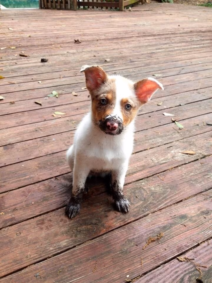 Nhìn thật kỹ bạn mới nhận ra vài nét của một con cún cưng trong hình hài con lợn con nhem nhuốc.