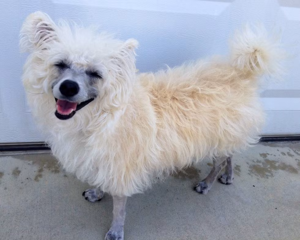 Nếu không nhìn thấy cái mõm dài, chắc hẳn nhiều người sẽ khẳng định đây là một con cừu.