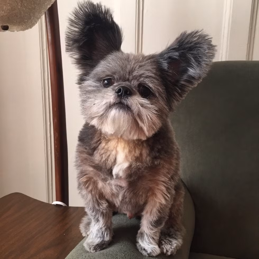 “Anh chàng” này giống một chú gấu túi hơn là một loài chó.