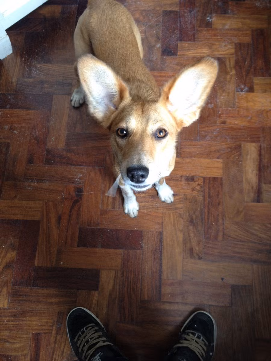 Chú chó này đáng lẽ phải là một con nai mới đúng.