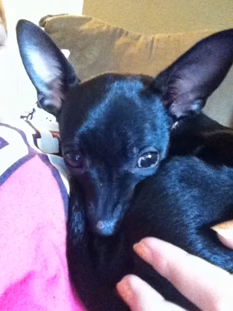 Tuy sở hữu bộ lông màu đen tuyền nhưng nó rất giống với một con hươu nhỏ xinh xắn.