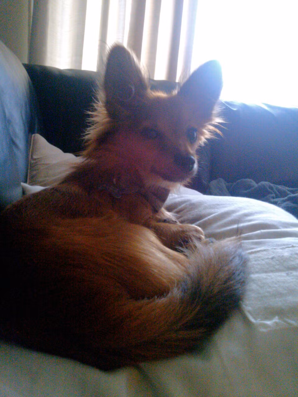 Trong khi anh chàng này lại thực sự giống một con cáo.