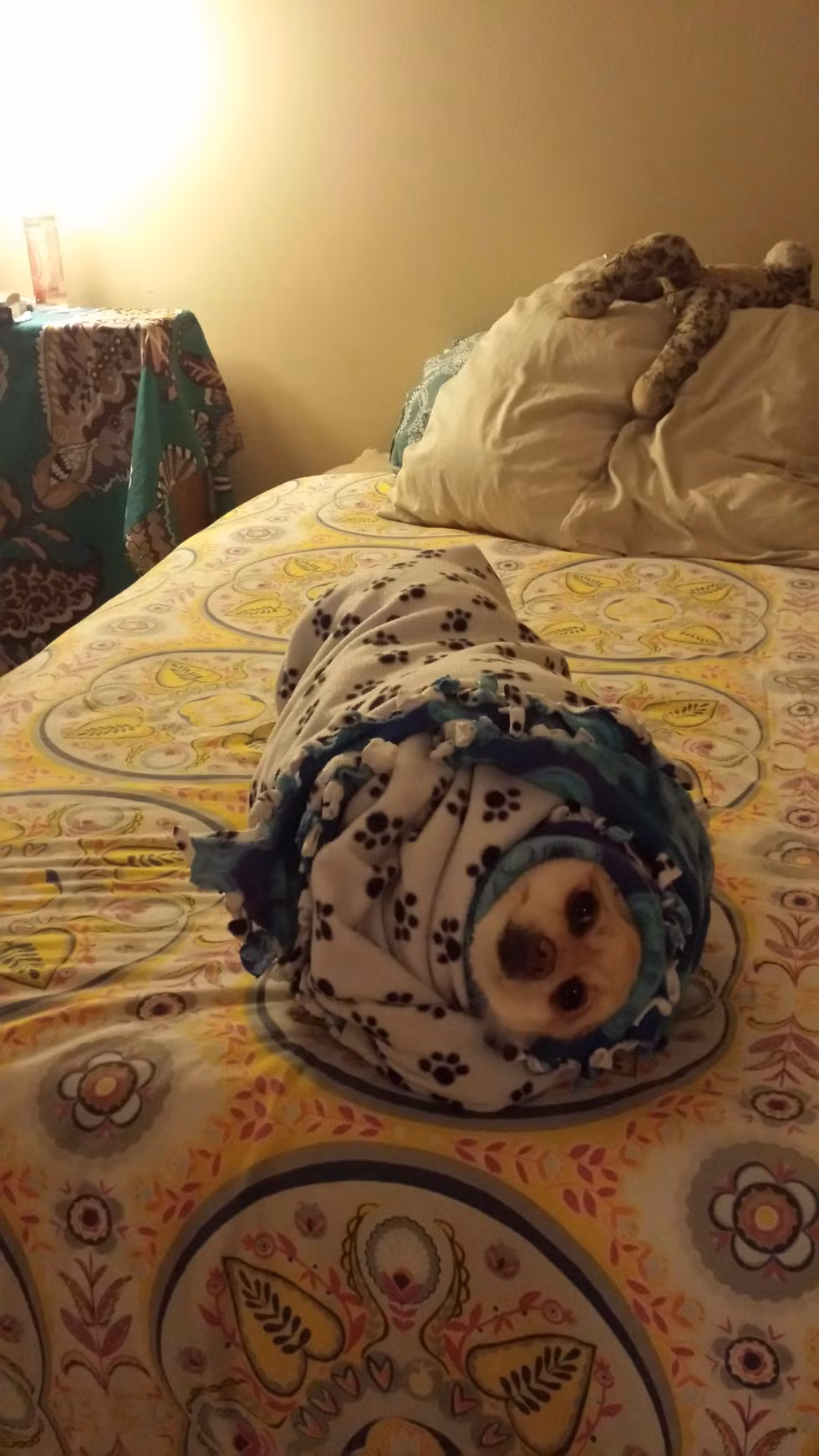 Có một con nhộng trong cái kén bằng chăn êm ái.