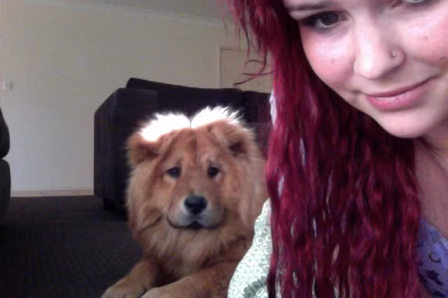 Chó đội lốt sư tử.