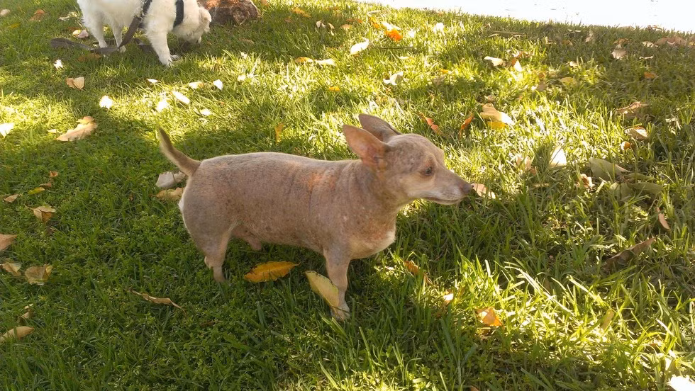 Chó có ngoại hình của loài tatu, sự kết hợp hai trong một độc đáo.