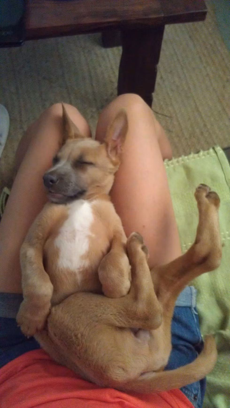 Bạn có thấy chú chó con đang ngủ mê mệt trong bức ảnh rất giống một con kangaroo?