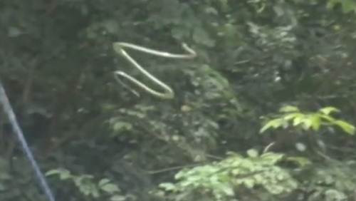 Xem canh ran biet bay uon luon tren khong