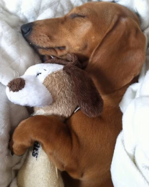 Hai chú chó ôm nhau ngủ thật ngon giấc.