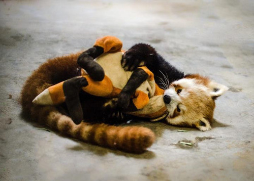 Ngay cả cáo cũng không cưỡng lại sức hấp dẫn của con thú bông nhỏ.