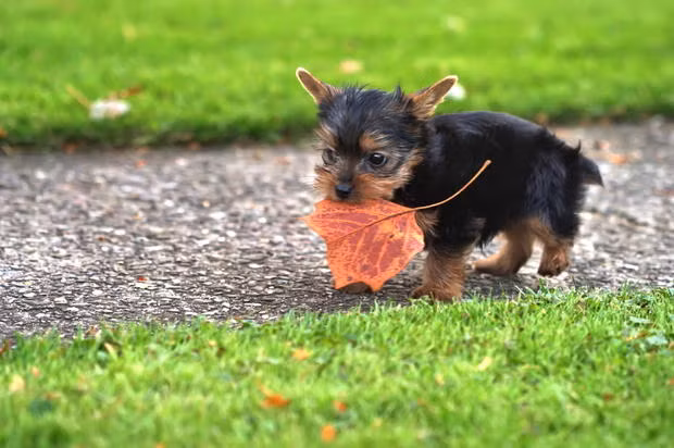 Tuy không phải là một giống chó đặc biệt lâu đời nhưng chó sục Yorkshire lại là một trong những giống chó đầu tiên được đăng ký vào năm 1885 cùng với các loài chó lâu đời khác như chó săn thỏ, chó săn Basset và chó sục Bun.