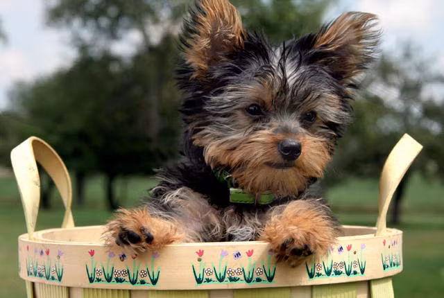 Ban đầu, loài chó sục Yorkshire này được thợ mỏ, thợ dệt và cả các chủ doanh nghiệp ưa thích nuôi trong nhà để bảo vệ nhà cửa không bị chuột xâm nhập. Với kích thước nhỏ gọn, chúng có thể luồn lách vào những góc nhỏ nhất và tiêu diệt loài gặm nhấm đáng ghét.