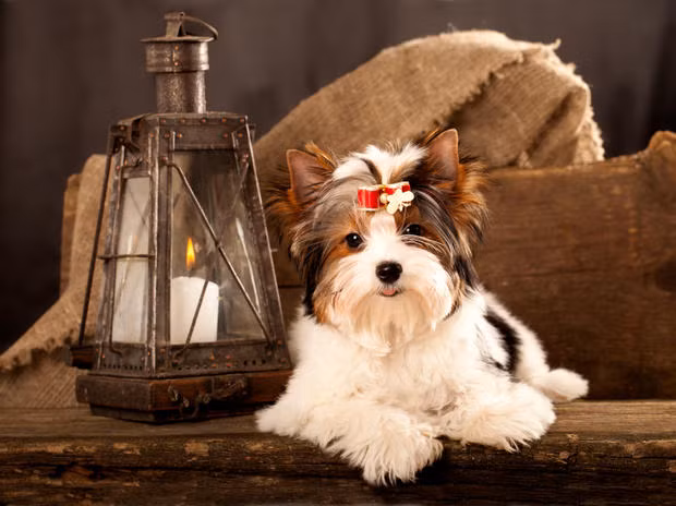 Không chỉ có diện mạo đáng yêu mà ngay cả tiếng ồn chúng gây ra cũng rất… buồn cười. Thay vì đẩy không khí ra khỏi mũi như hắt hơi bình thường, chó sục Yorkshire lại tạo ra âm thanh tiếng như tiếng kêu của một con ngỗng.