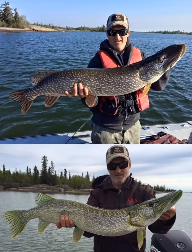 Miệng cá còn có màu xanh lá cây huỳnh quang. Chính những đặc điểm kỳ lạ này khiến đôi bạn câu cá quyết định thả chú cá này ra.