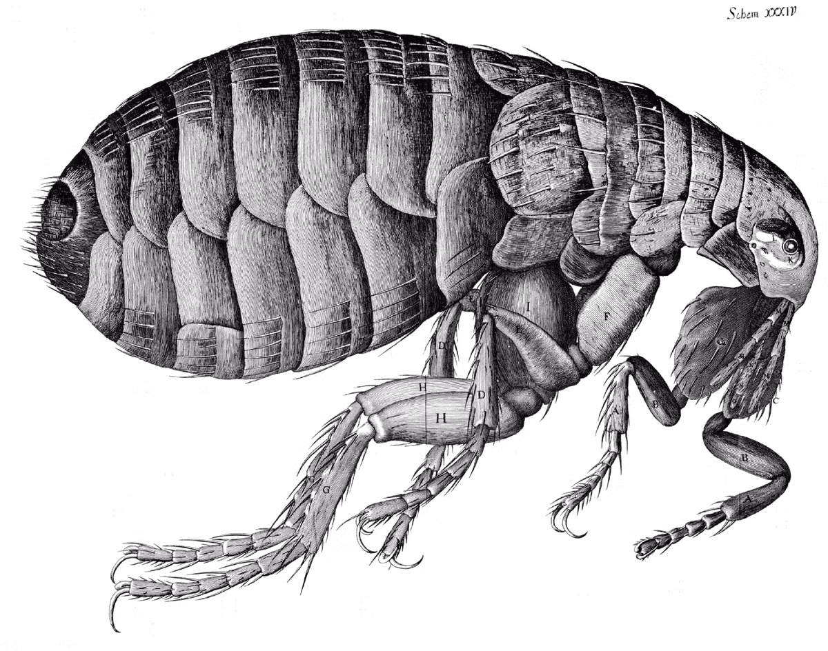 Big Itch là một kế hoạch quân sự của Mỹ nhằm chế tạo ra những quả bom có chưa tới 200.000 con bọ chét truyền bệnh dịch hạch và họ đã thành công.