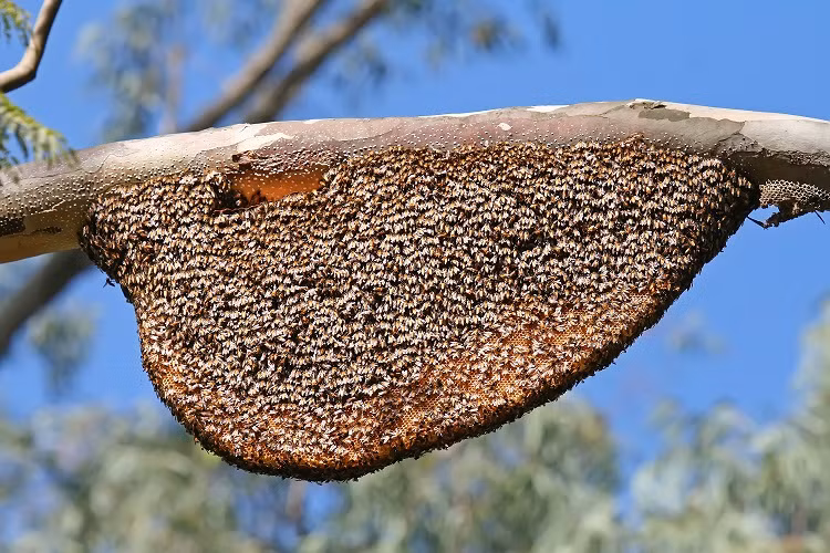 Cách đây hơn 10.000 năm, con người đã biết dùng côn trùng làm vũ khí trong chiến tranh. Lúc đó, con người chỉ đơn giản ném tổ ong vào kẻ thù và để những con ong chiến đấu thay mình.