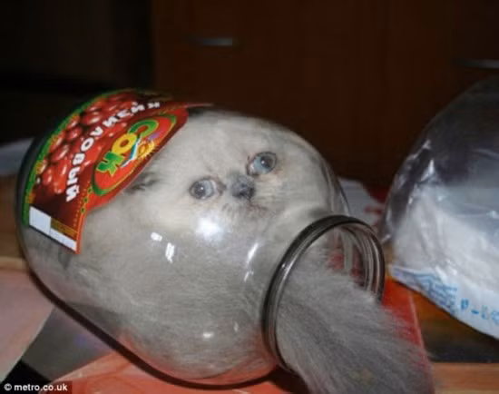 "Không cần quan tâm tôi đã chui vào đây bằng cách nào, làm ơn giải cứu giúp tôi”, mèo dễ thương đang cố gắng hết sức để cầu cứu.