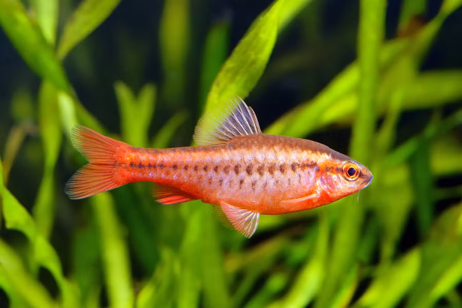 Puntius titteya, tên thường gọi là cá đòng đong anh đào là một trong những loài cá đẹp nhất trong danh sách này, một phần nhờ vào màu sắc tươi sáng như hoa anh đào của nó.