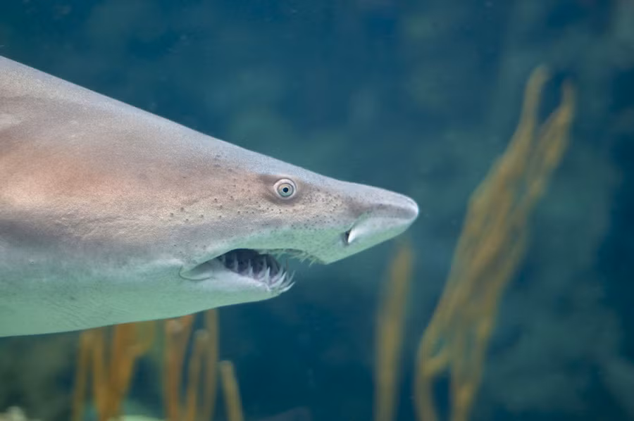 Con cá mập này có tên là cá mập chanh (Negaprion brevirostris) không phải do hình dáng hay mùi vị của nó mà là do nó có cơ thể màu vàng chanh, giúp nó hòa quyện vào môi trường cát khi đi săn dưới đáy đại dương.