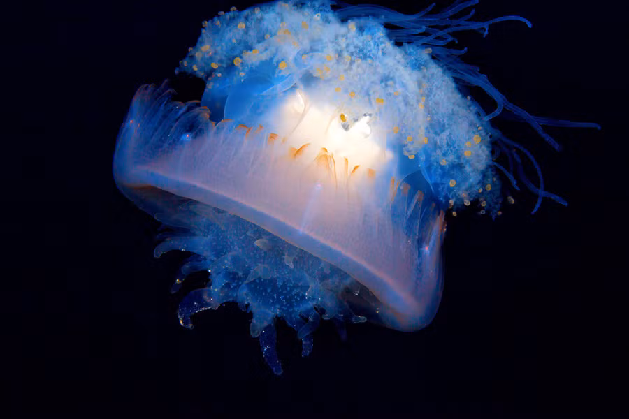 Sứa súp lơ (Cephea cephea) hay còn gọi là sứa vương miện có thể là thức ăn cho cả rùa biển và con người.