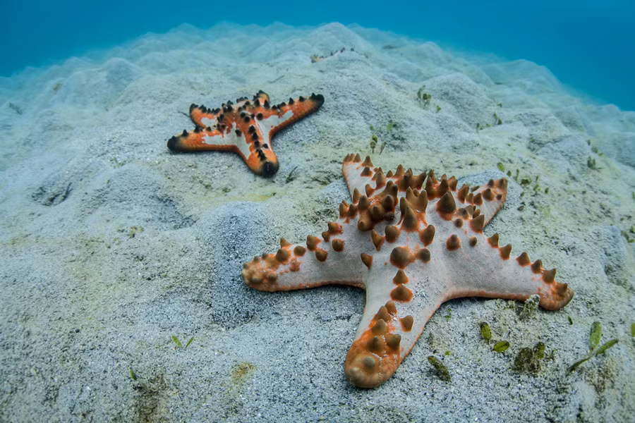 Protoreaster nodosus còn được gọi là sao biển socola hạt hay sao biển sừng nhờ những đốm đen rất đặc trưng trên cơ thể.