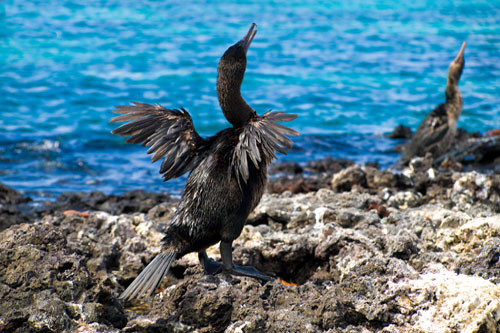 Chim cốc. Đảo Galapagos là bản địa của loài chim cốc duy nhất trên thế giới không biết bay. Chúng có thể sống dưới nước hoặc trên cạn. Đôi cánh nhỏ, ngắn là minh chứng cho việc mất khả năng bay của loài chim này.