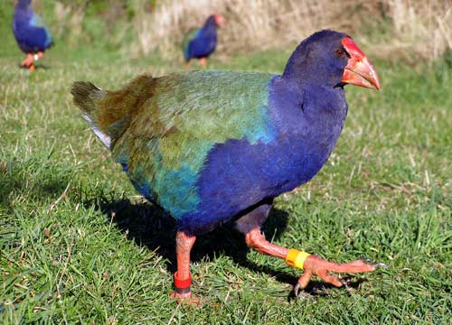 Chim Takahe. Loài chim có màu sắc khá giống đà điểu Úc này được tìm thấy ở New Zealand. Chúng được cho là tuyệt chủng khá lâu. Tuy nhiên, sau đó người ta đã phát hiện ra một vài cá thể còn sót lại vào năm 1948.