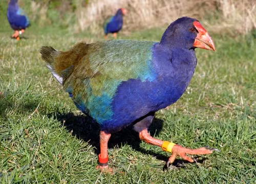 Chim Takahe. Loài chim có màu sắc khá giống đà điểu Úc này được tìm thấy ở New Zealand. Chúng được cho là tuyệt chủng khá lâu. Tuy nhiên, sau đó người ta đã phát hiện ra một vài cá thể còn sót lại vào năm 1948.