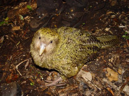 Vẹt Kakapo là một trong những loài chim có cánh nhưng không biết bay. Kakapo là một loài vẹt ở New Zealand. Vẹt Kakapo được xem là loài vẹt nặng nhất thế giới, khoảng 2kg. Điều đặc biệt nữa là vẹt kakapo có cánh nhưng không thể bay. Mỗi khi bị con mồi tấn công, chúng chỉ biết đập cánh trong vô vọng. Tuy nhiên, loài vẹt này đang đứng trước nguy cơ bị tuyệt chủng. Theo các nhà khoa học, hiện nay chỉ có khoảng 126 cá thể đang tồn tại.