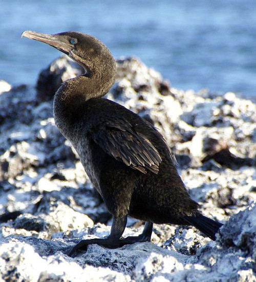 Cá, bạch tuộc bé và nhiều sinh vật biển nhỏ là thức ăn ưa thích của chúng. Chim cốc Galapagos là một trong những loài chim hiếm nhất trên thế giới. Số lượng loài chim cốc này còn lại không nhiều trong tự nhiên nên nguy cơ tuyệt cũng rất cao.