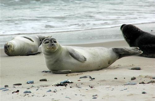 Bộ râu của hải cẩu giúp chúng phát hiện được sự chuyển động của con mồi ở dưới nước.