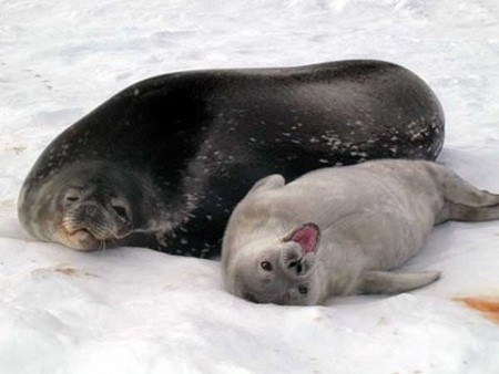 Cơ thể hải cẩu có máu nhiều hơn các loài động vật khác. Do máu chứa oxy nên những con hải cầu có thể lặn dưới nước lâu hơn.