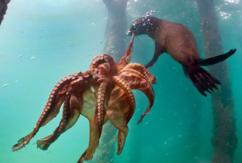 Khi lặn, hải cẩu giảm nhịp tim đi 50-80%. Hải cẩu voi sẽ giảm nhịp tim đập từ 112 lần xuống còn 20-50 lần khi chúng lặn.