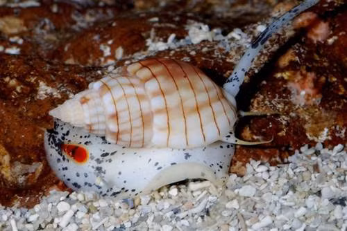  Đây là một trong những loài ốc có tiền sử gây ngộ độc ở Việt Nam. Vụ thiệt mạng vì ăn phải loài ốc này mới nhất trước khi xảy ra bi kịch 3 người chết ở Thanh Hóa là ở Khánh Hòa, nạn nhân là anh Lê Văn Dít. 