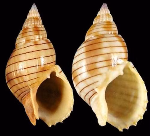  Chất độc này giống như chất độc có trong cá nóc, mực đốm xanh hay con so biển và nó không phải do ốc bùn bóng tiết ra mà do một số loài vi khuẩn như Shewanella spp. và Vibrio spp. cộng sinh, sinh ra trong một số loài sinh vật biển. Thông thường sau khi ăn phải thực phẩm biển có chứa độc tố tetrodotoxin, triệu chứng ngộ độc xảy ra trong vòng 20 phút đến 3 giờ. 