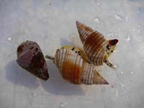  Nguyên nhân khiến loài ốc bùn bóng này trở thành kẻ sát thủ bởi vì nó có chứa độc tố tetrodotoxin trong cơ thể. Đây là loại độc tố thần kinh cực mạnh, có trọng lượng phân tử thấp, do cấu trúc hóa học khá đặc biệt (bền nhiệt, bền pH) nên không bị phân hủy, biến tính trong quá trình xử lý, chế biến kể cả ở nhiệt độ cao. Độc tố vẫn tồn tại và gây độc trong thức ăn đã được chế biến, xào nấu hay đóng hộp và đông lạnh. 